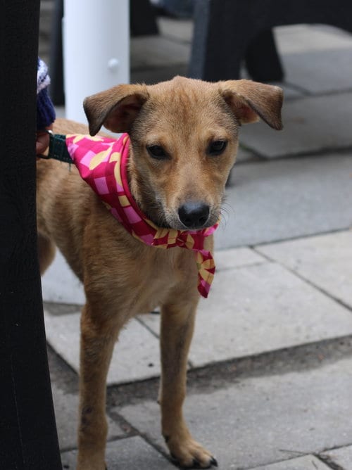 Photo of June - playful girl, adoptable Jack Russell Terrier in Oakhurst, New Jersey