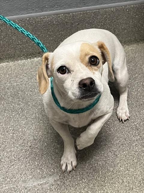 Photo of Maxine, adoptable Chihuahua in Las Vegas, Nevada