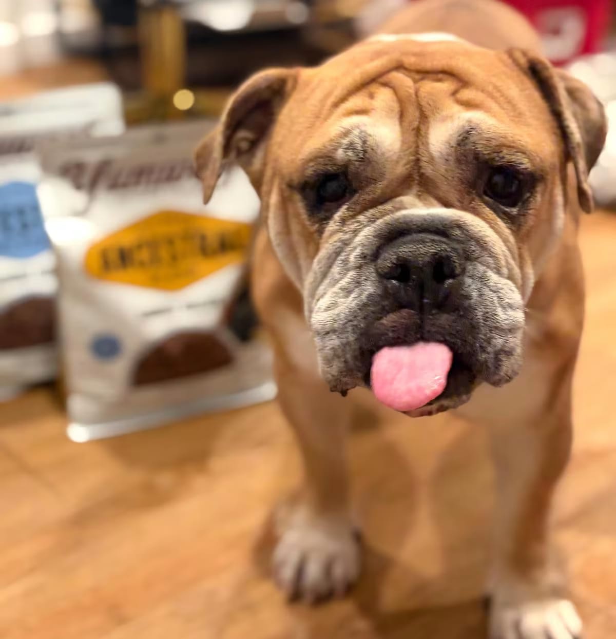 Photo of Ella, adoptable English Bulldog in Beverly Hills, California