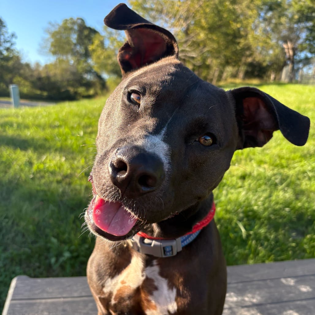 Photo of Marley, adoptable Terrier, Pit Bull / Mixed Breed (Medium) in Fairfax Station, Virginia