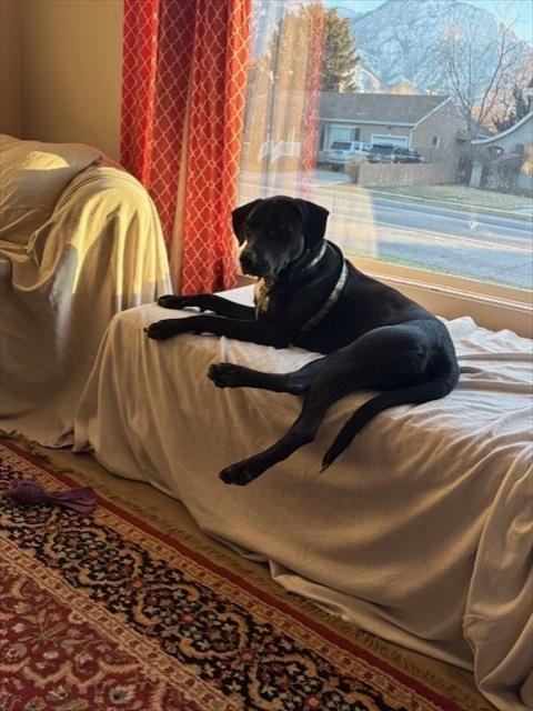 Photo of Forky, adoptable Labrador Retriever in West Valley, Utah