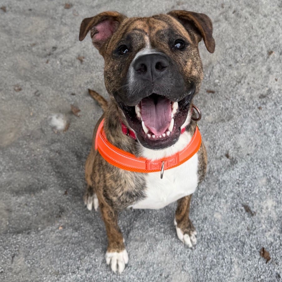 Photo of Izzy, adoptable Boxer / Mixed Breed (Medium) in Staunton, Virginia
