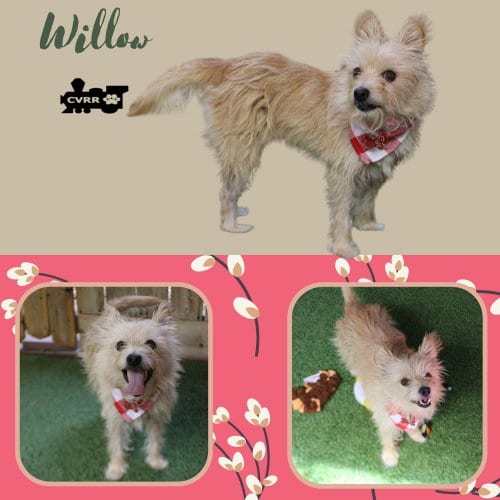 Photo of Willow, adoptable Terrier in Lindsay, California