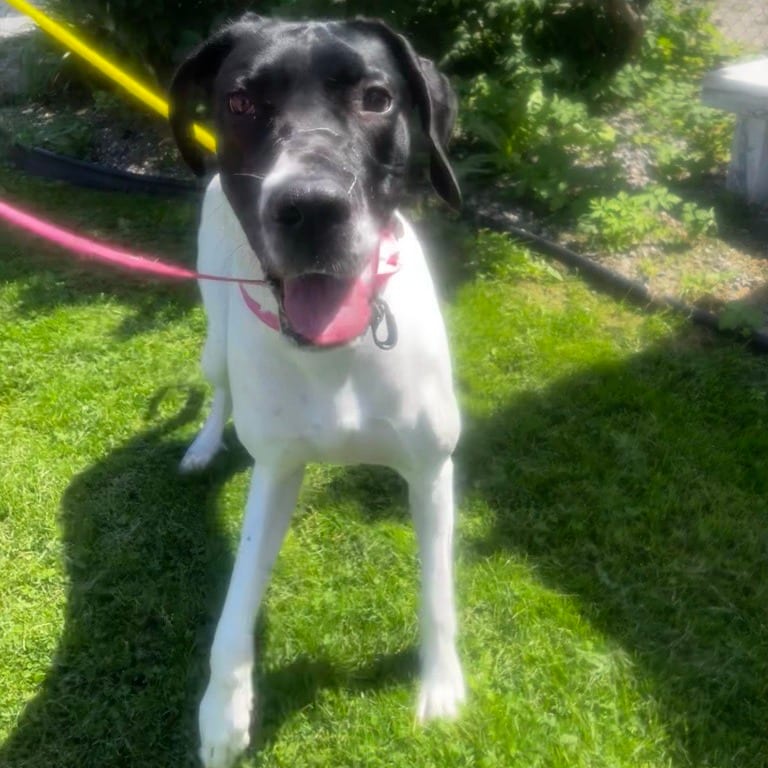 Photo of Benelli, adoptable Great Dane in Pittsford, Vermont