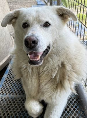 Photo of Lake, adoptable Shepherd in Savannah, Missouri