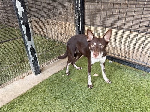 Photo of Choco, adoptable Siberian Husky in Garland, Texas