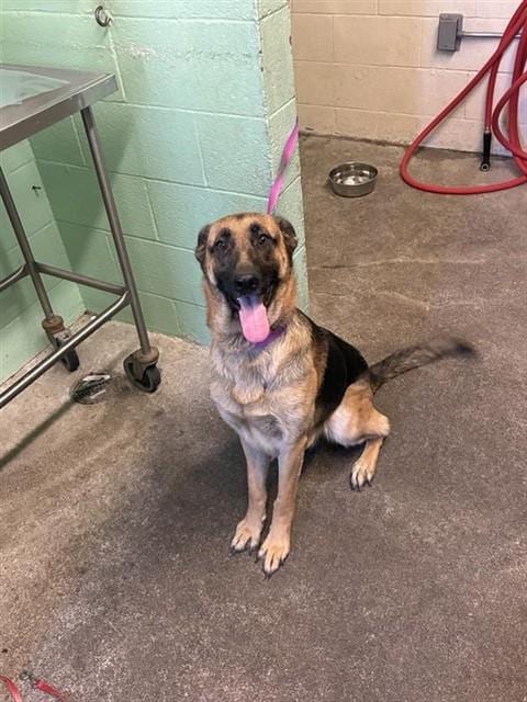Photo of Tiffany, adoptable German Shepherd Dog in Sacramento, California
