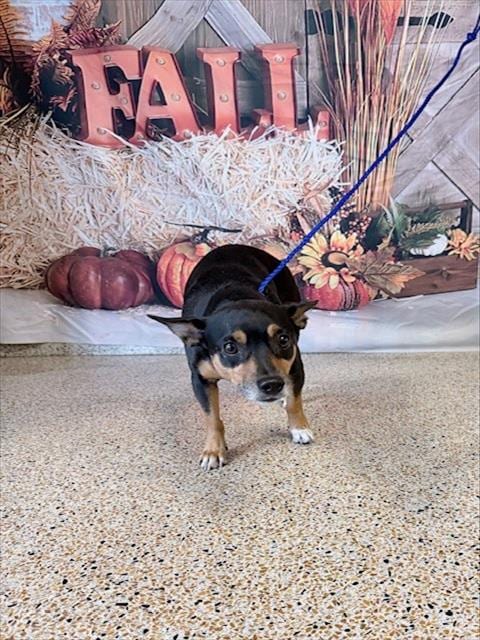 Photo of Charlie, adoptable Rat Terrier mix in Miami, Florida