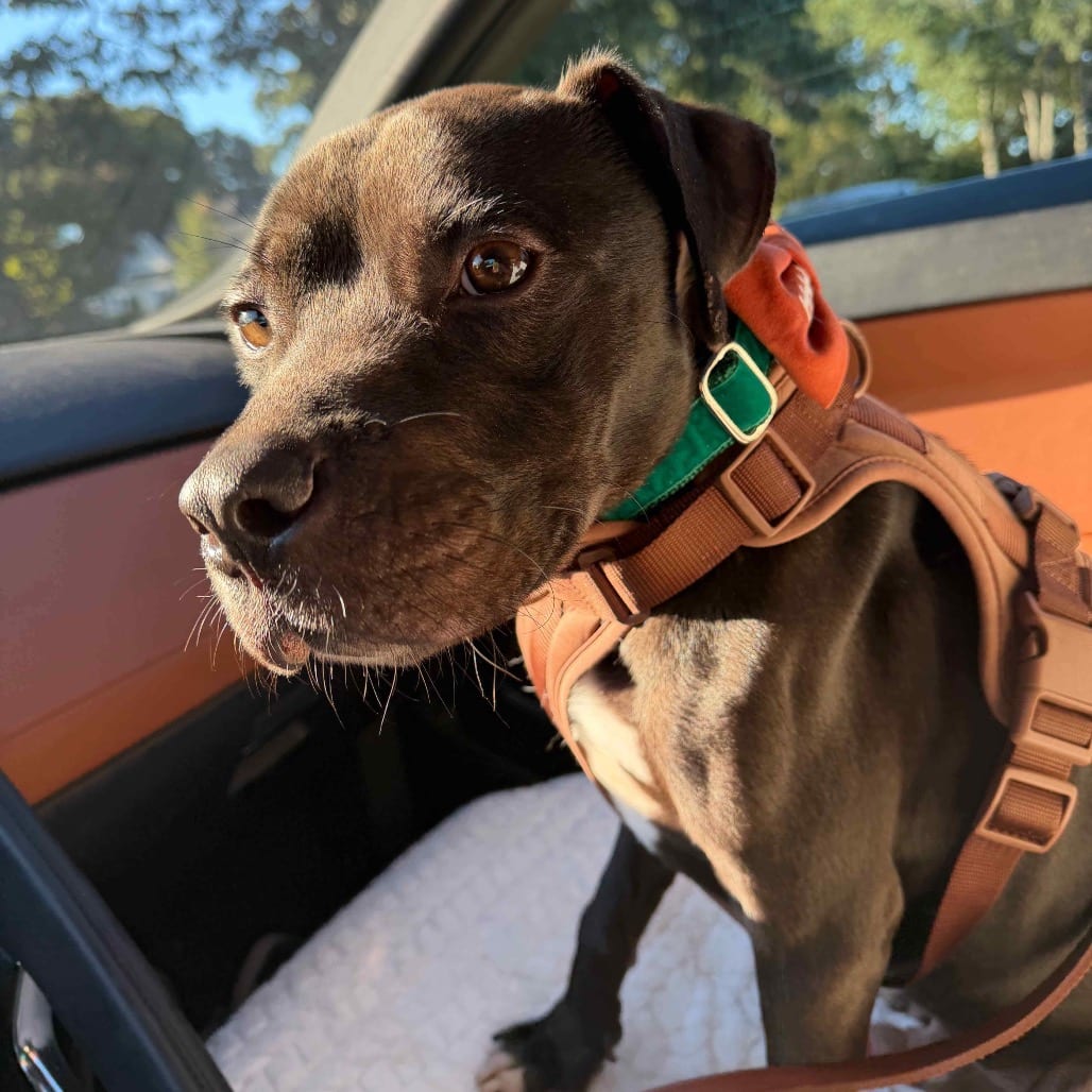 Photo of Blue, adoptable Terrier, American Pit Bull in Georgia, Georgia