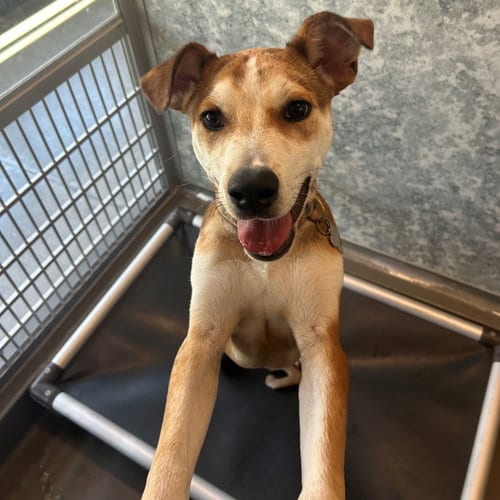 Photo of Eclair, adoptable Unknown breed in Rancho Santa Fe, California