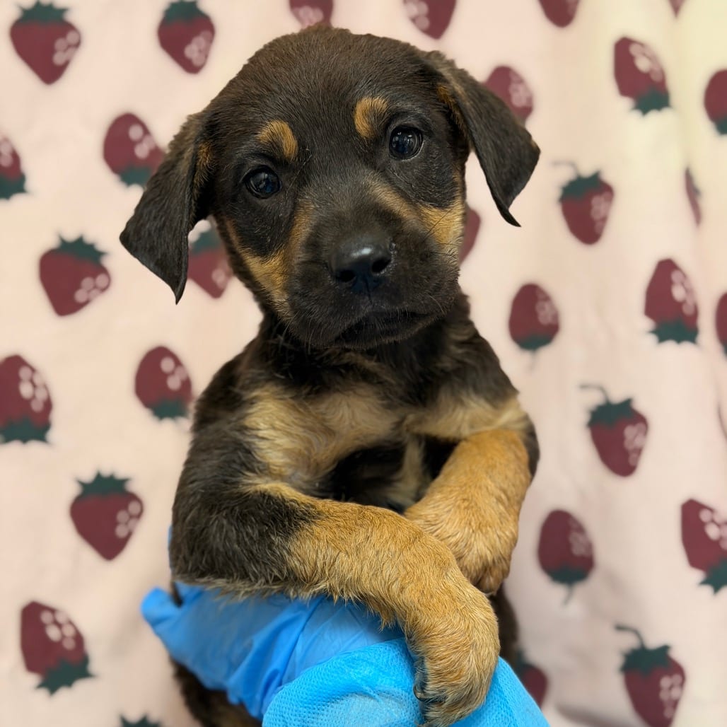 Photo of Mantis, adoptable Retriever, Labrador / Mix in San Antonio, Texas