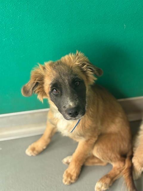Photo of Jack Jack, adoptable German Shepherd Dog in Visalia, California