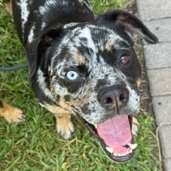 Photo of Toe-Bias 6948, adoptable Catahoula Leopard Dog in Loxahatchee, Florida