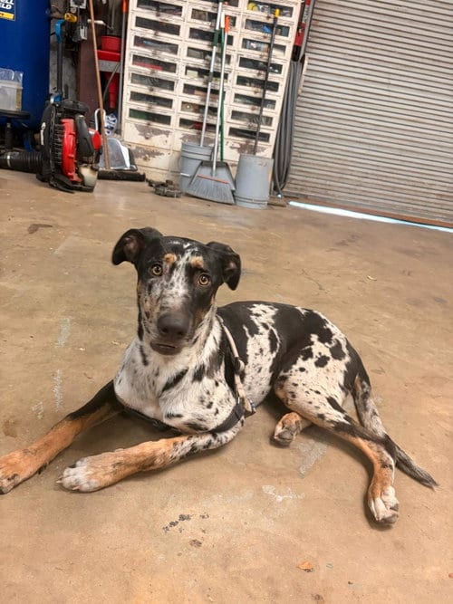 Photo of Kala, adoptable Catahoula Leopard Dog in The Woodlands, Texas