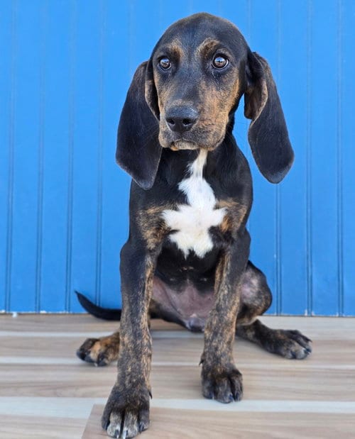 Photo of Beretta, adoptable Plott Hound in Sedalia, Colorado