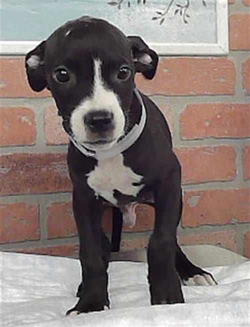 Photo of Link, adoptable Staffordshire Bull Terrier in Houston, Texas