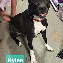 Photo of Kylee, adoptable Labrador Retriever American Pit Bull Terrier in Richmond, Indiana