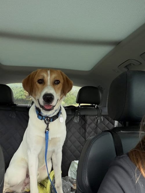 Photo of Stormy, adoptable Anatolian Shepherd in Mattoon, Illinois