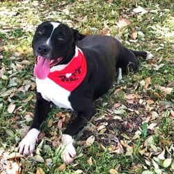 Photo of Koda JuM, adoptable American Pit Bull Terrier Mixed Breed (Medium) in Hartford, Connecticut