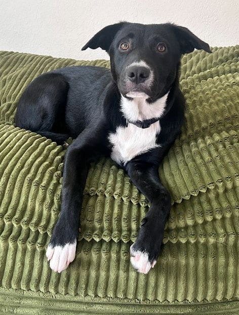 Photo of Molly, adoptable Labrador Retriever in Sacramento, California