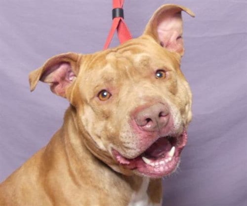 Photo of Bam, adoptable Pit Bull Terrier in Ukiah, California
