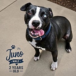 Photo of June, adoptable American Pit Bull Terrier in East Hartford, Connecticut