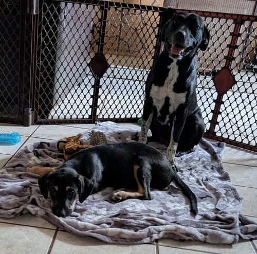 Photo of Cookie, adoptable Labrador Retriever in Crystal, Minnesota