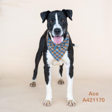 Photo of Ace, adoptable Great Dane in Conroe, Texas