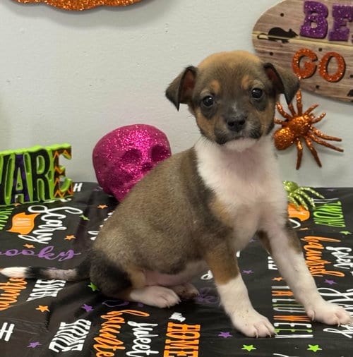 Photo of Tripp (NY-Sarah), adoptable Dachshund in SHERBURNE, New York