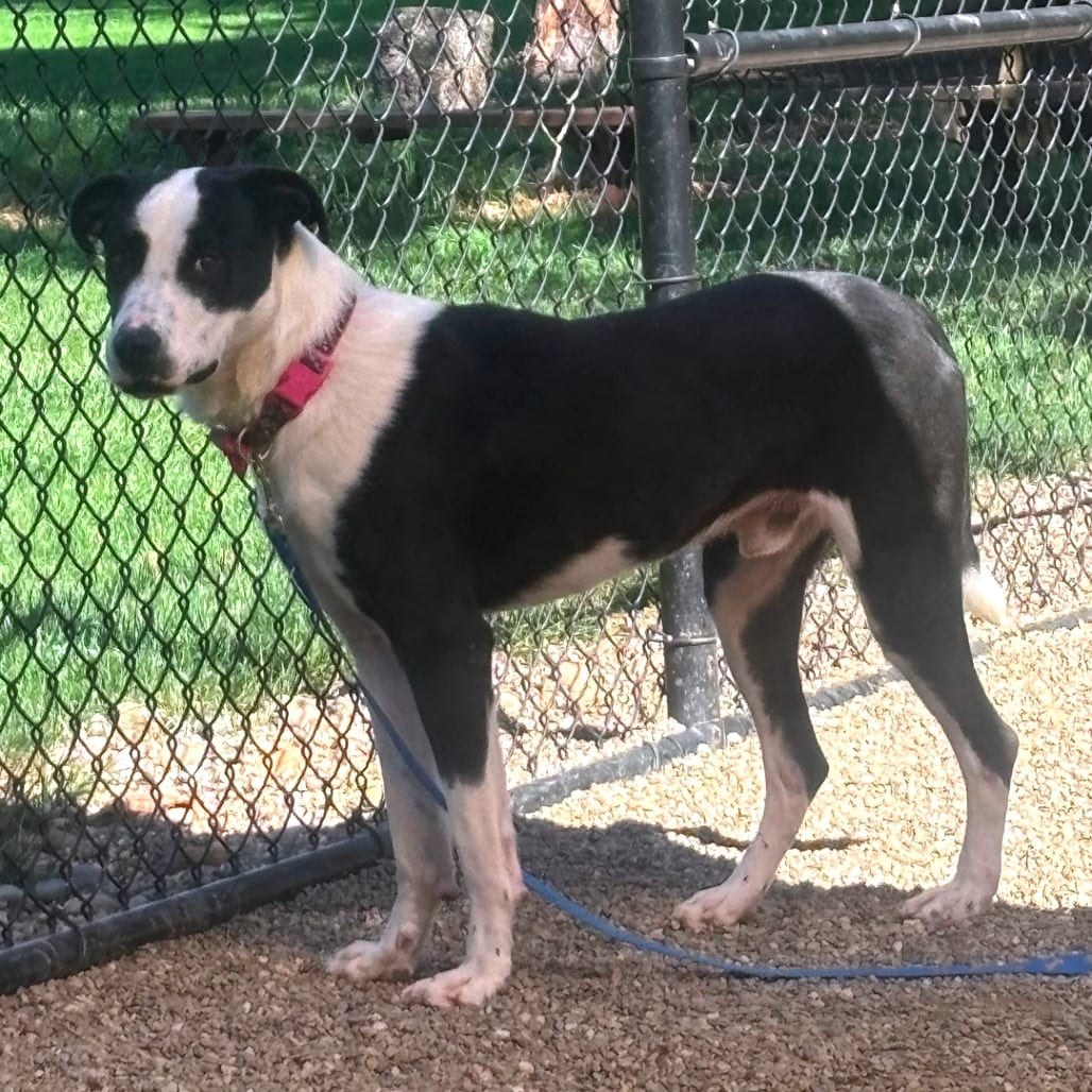 Photo of Patch, adoptable Mixed Breed (Large) in Berea, Ohio