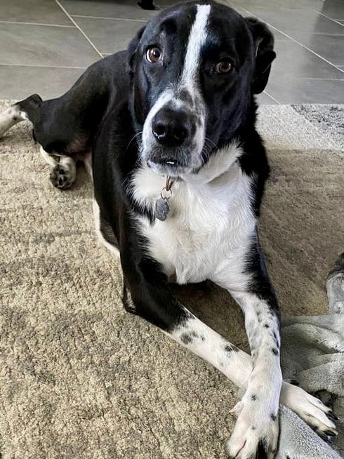 Photo of Neptune, adoptable Labrador Retriever in Rosenberg, Texas