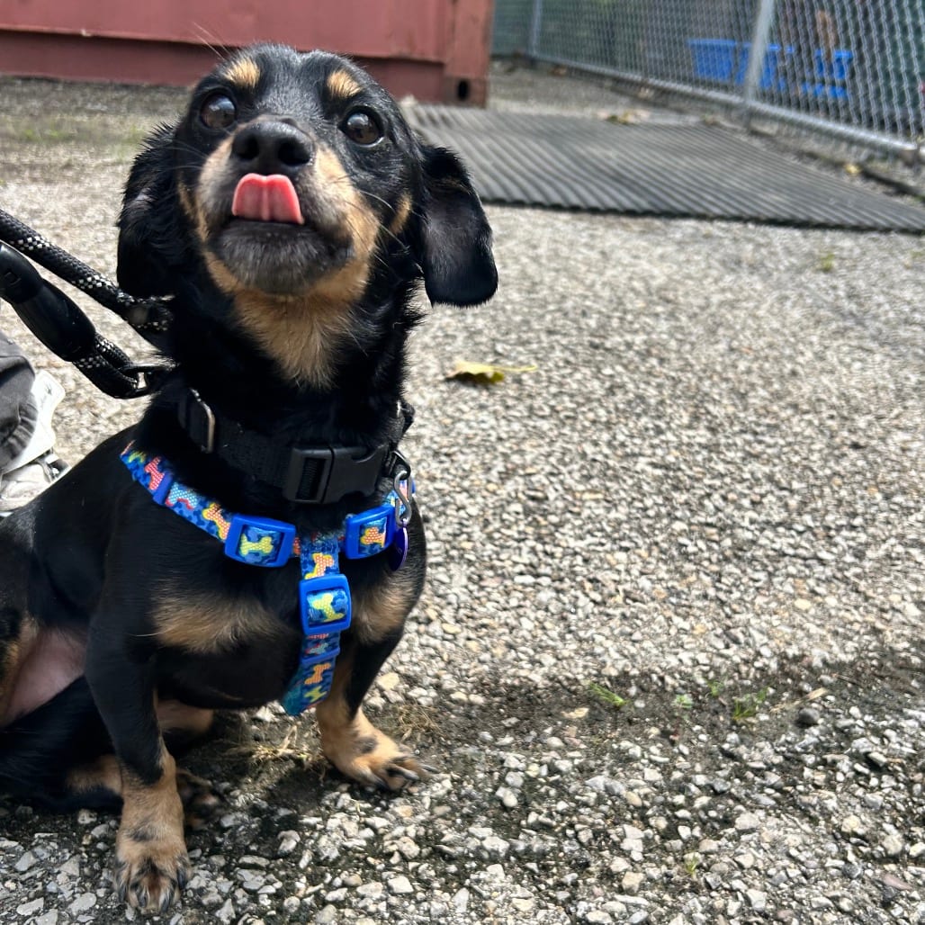 Photo of Wendy, adoptable Dachshund in Zanesville, Ohio