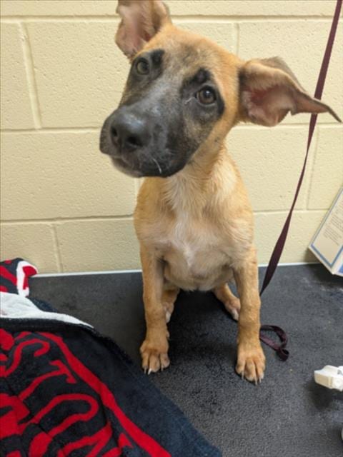 Photo of Twix, adoptable Labrador Retriever in Texas City, Texas