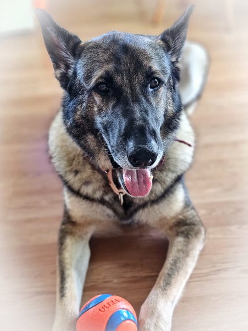 Photo of Duke 7431, adoptable German Shepherd Dog in Centreville, Virginia