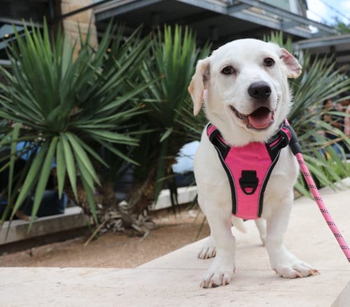 Photo of Diamond, adoptable Labrador Retriever in Pflugerville, Texas