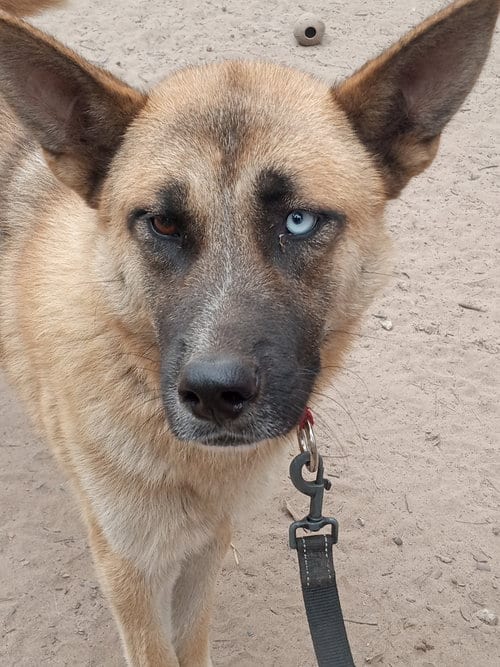 Photo of Marla, adoptable German Shepherd Dog in San Juan Bautista, California