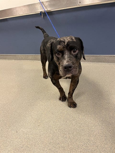 Photo of Twilight, adoptable Rottweiler in Miami, Florida