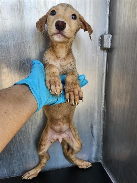 Photo of Tinkerbell, adoptable Labrador Retriever in San Antonio, Texas