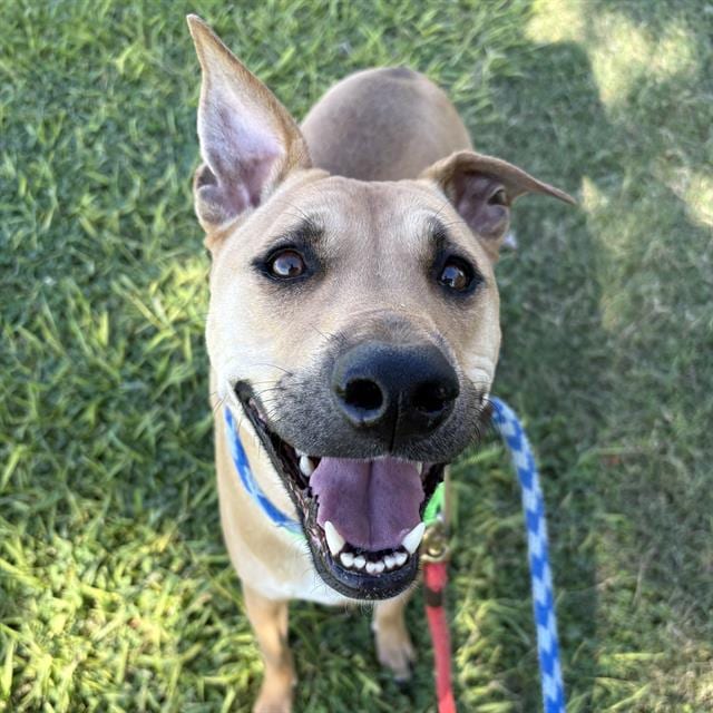 Photo of Pickles, adoptable dog