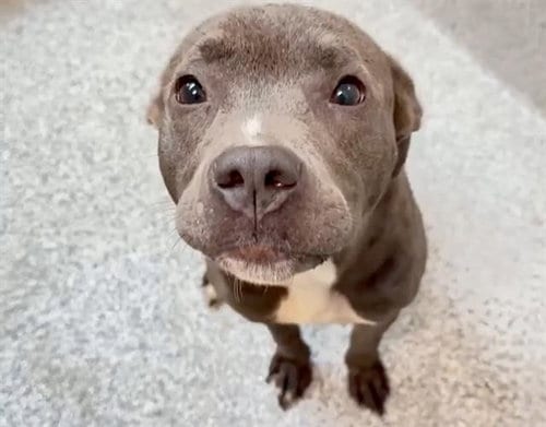 Photo of Lisa, adoptable Pit Bull Terrier in Houston, Texas
