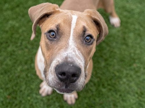 Photo of Mater, adoptable Great Dane in Denver, Colorado