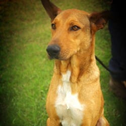 Photo of Aries JuM, adoptable German Shepherd Dog Mixed Breed (Large) in Hartford, Connecticut