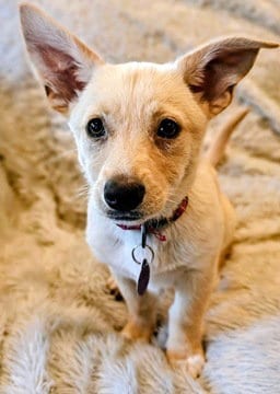 Photo of Orchid D6009, adoptable Shepherd in Fremont, California