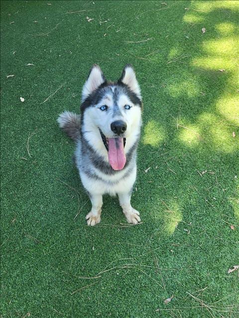 Photo of Ripley, adoptable Siberian Husky in Van Nuys, California