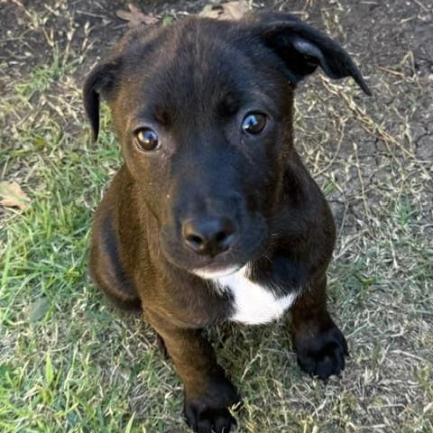 Photo of Monroe, adoptable Shepherd, German / Terrier in San Antonio, Texas