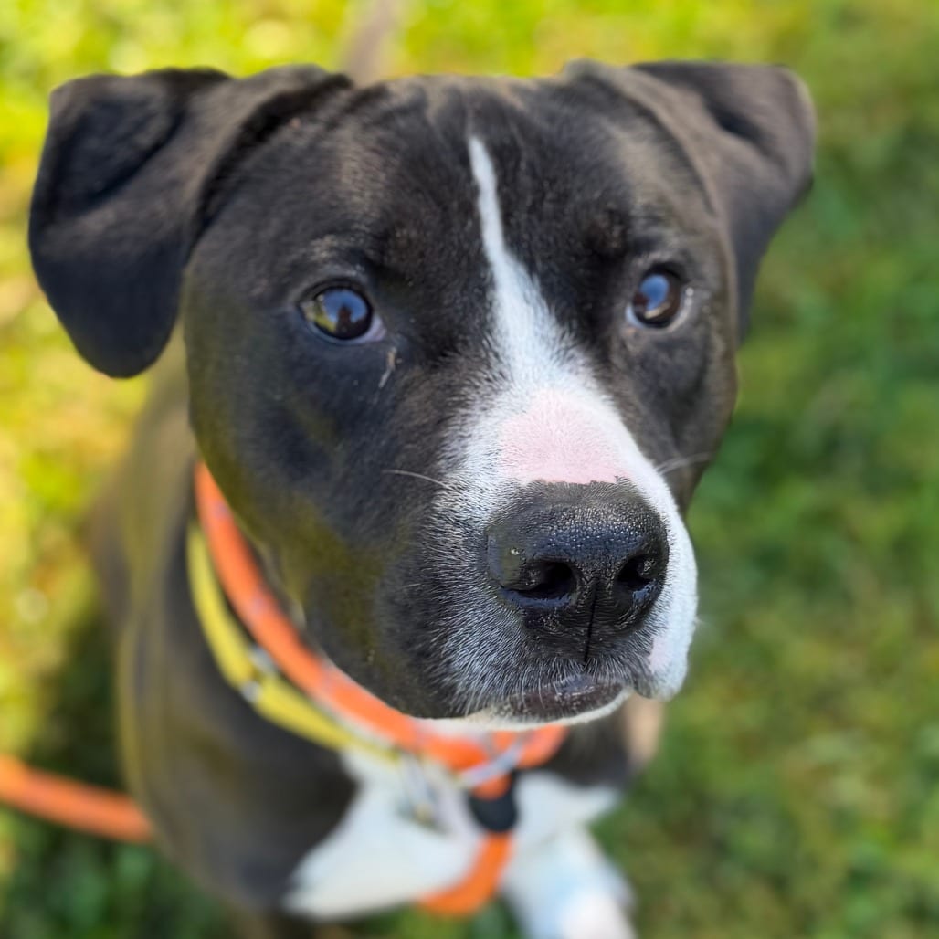Photo of Diesel, adoptable Terrier, American Pit Bull in Pittsford, Vermont