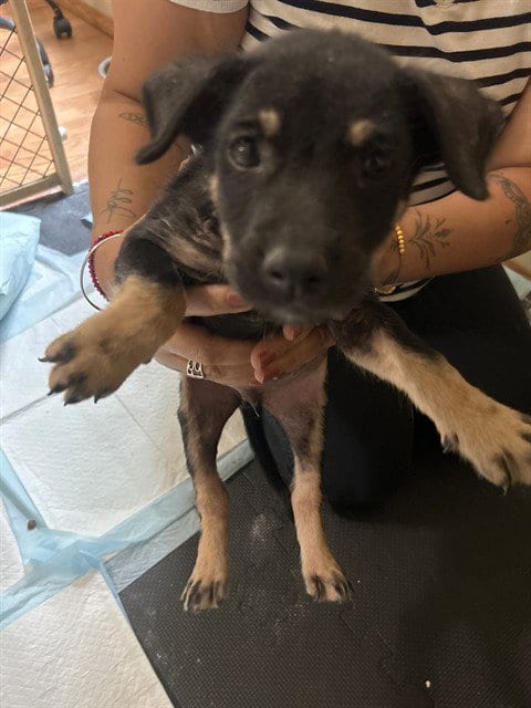 Photo of A433445, adoptable Labrador Retriever in Conroe, Texas