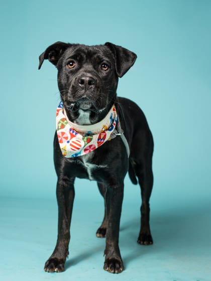 Photo of Suga Suga, adoptable dog in Atlanta, Georgia