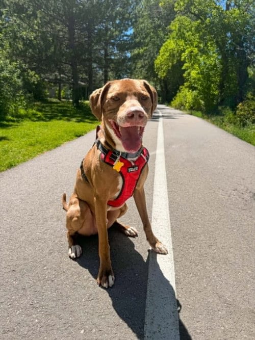 Photo of Spatula, adoptable Unknown breed (short coat) in Sandy, Utah
