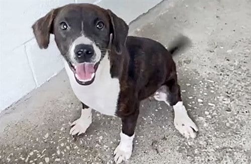 Photo of Hazel, adoptable Labrador Retriever in Houston, Texas
